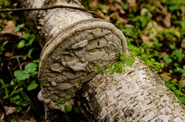 
big hub growing on a tree