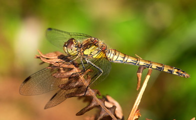Common Darter female Dragonfly on a fern leaf