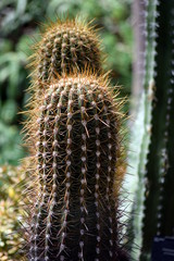 Spiky plants close up