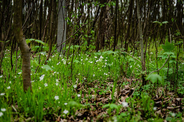 
garlic flowers