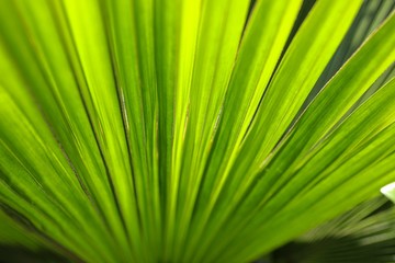 green palm leaf