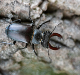 Male stag beetle on the tree trunk.