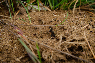 
small anthill in the park
