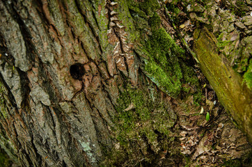 
moss-grown tree with bark
