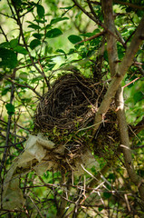 
non-organic bird's nest in the tree