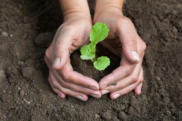 Hands holding a young plant. Close-up.