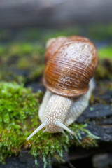 Land snail on the moss.