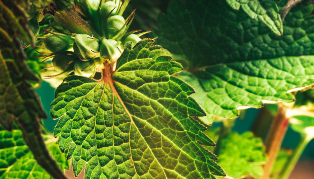 Close up Beautiful plant leaf (Lamium purpureum). Natural pattern background texture for design. Macro Photography view.
