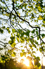 
green leaves on the tree under the setting sun