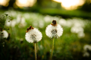 
dandelions with blurred background