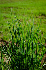 
vertical photo of green grass