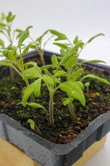 tomato plant seedlings with small green leaves in soil and a growing tray isolated on a white background