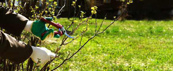 spring pruning of currant bushes. women's hands in gloves and secateurs. the concept of agronomy...