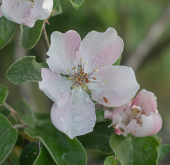 beautiful apple tree flower after rain with drops of water 