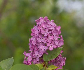 Fototapeta premium petals of violet red lilac, close-up, on a blurred background 
