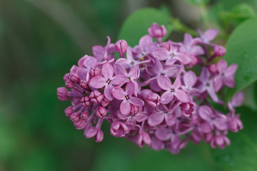 Fototapeta premium purple-red lilac, close-up, with small drops of water 