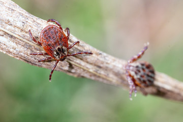 Ixodes mites sitting on a blade of a dry grass in nature macro