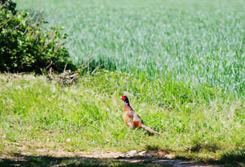 wild pheasant standing on grass in a field