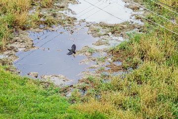 Beautiful Wild White-breasted Waterhen ( maurornis phoenicurus) in the open field.