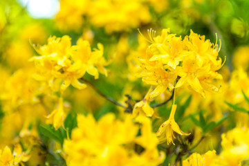 Rhododendron luteum, the yellow azalea or honeysuckle azalea flowers close up. Backgroun