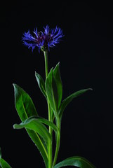 cornflower blue