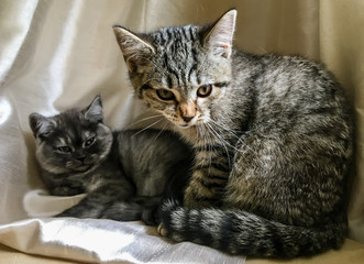 Scottish straight kittens. Black smoke and black tabby on a gold