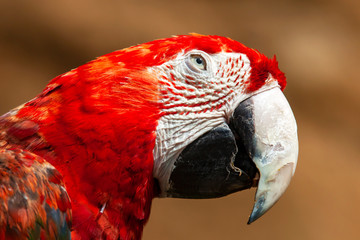 Tête de ara à ailes vertes en gros plan  © guitou60