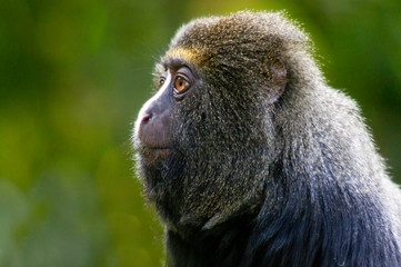 Portrait de cercopithèque à tête de hibou en profil © guitou60