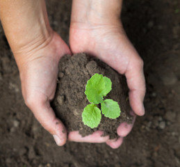 Hands holding a young plant. Close-up.