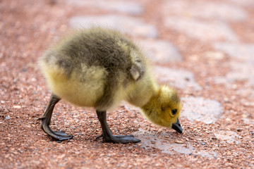 Ein Küken der Kanadagans auf einem Weg bei der Futtersuche