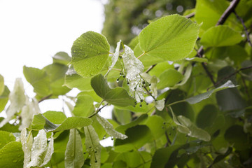 Wet lime tree (linden) branches.