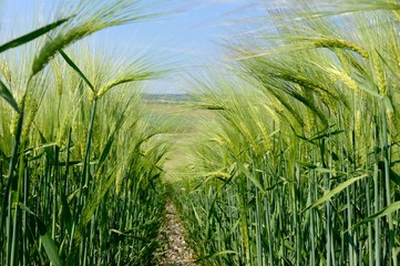Fototapeta premium Champ d'orge ou escourgeon