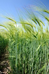 Champ d'orge ou escourgeon