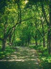 path in the woods