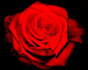 red rose on black background