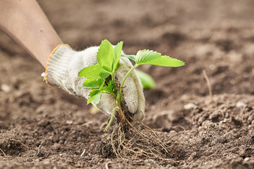 A hand in a gardening glove plants strawberry Bush. The concept of planting plants.
