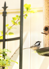 Obraz premium Chickadees bird eating seed, standing on a bird feeder
