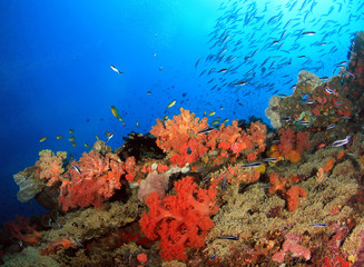 Fototapeta na wymiar Colorful Coral Reef with Schools of Fish against Blue Water. Pescador Island, Moalboal, Philippines