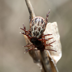 Group of mites sitting on a blade of a dry grass in nature macro