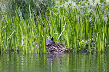 Eine brütende Blässralle auf dem Nest auf einem See vor Schilf