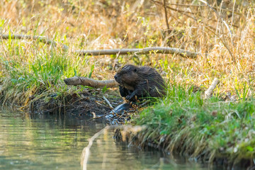 A wet beaver sits in the water on the bank of a stream and gnaws on the branches
