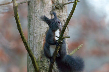 European brown squirrel in winter coat on a branch in the forest