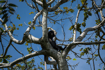 Dusky Leaf Monkey at Penang Malaysia