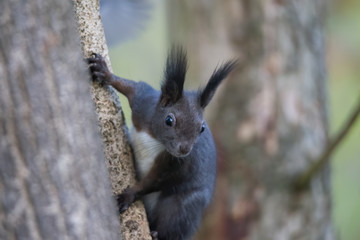 European brown squirrel in summer coat on a branch in the forest