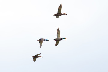 canard en plein vol dans le ciel blanc 