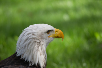 Portrait of a bird of prey