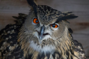 European eagle owl looks into the camera