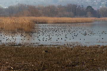 oiseaux sur l'eau , migration
