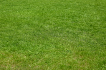 Field covered with low green grass