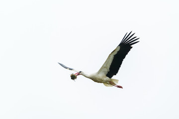 A stork flies in white background